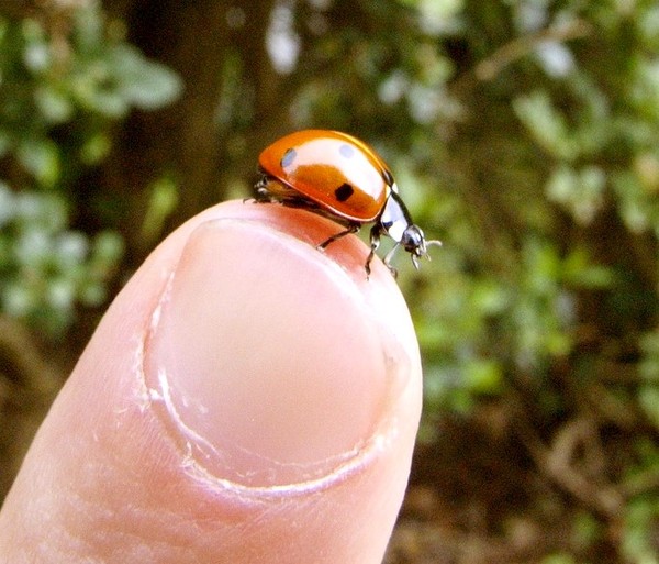 COCCINELLE