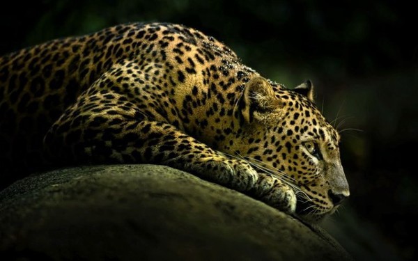 LEOPARD