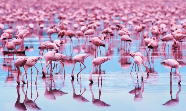 FLAMANTS ROSES