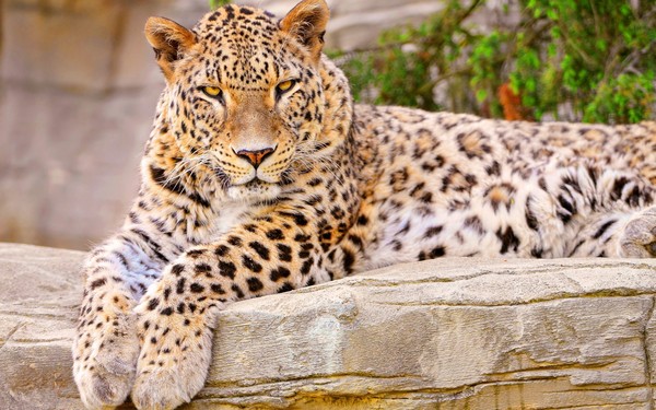 LEOPARD