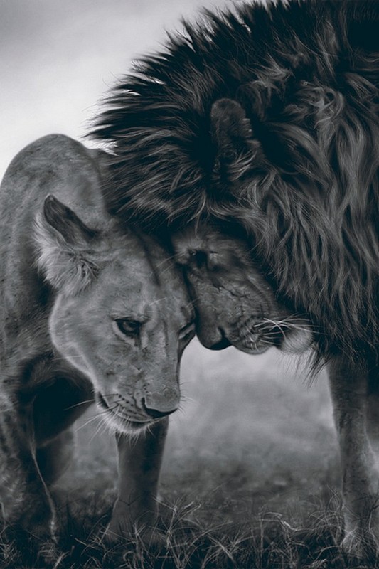 LION ET LIONNE