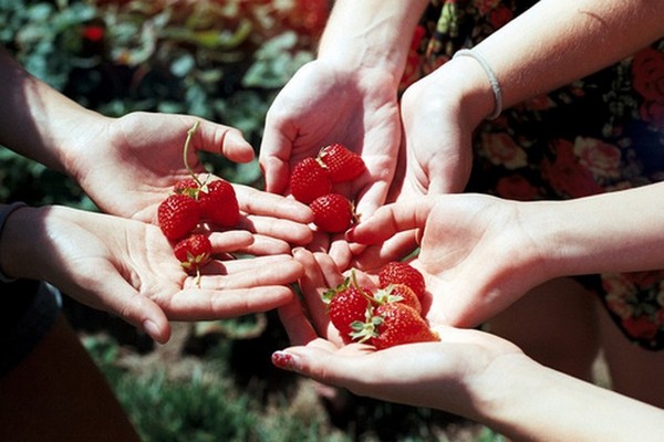 LES FRAISES