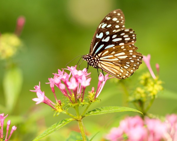 PAPILLON