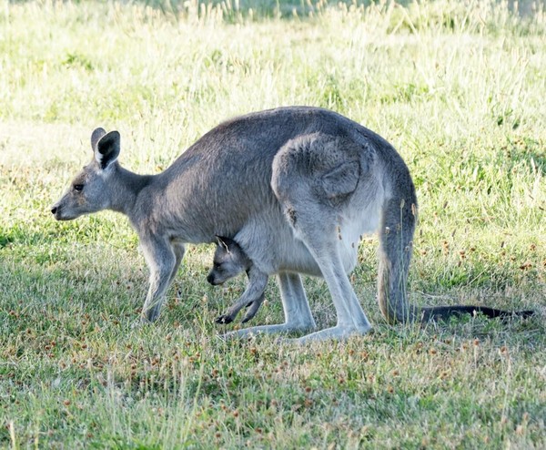 KANGOUROUS