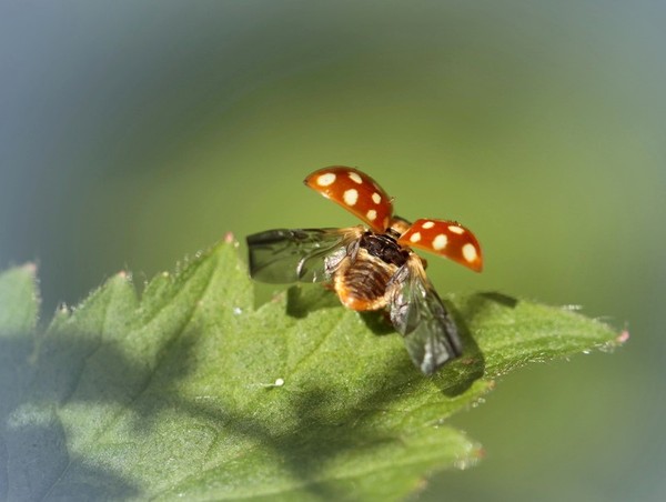 COCCINELLE