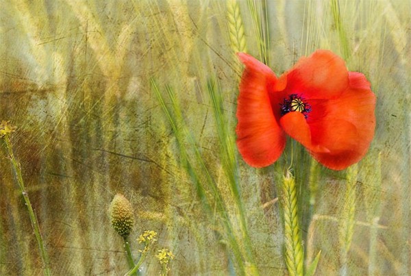 COQUELICOT