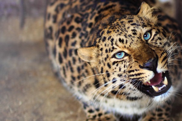 LEOPARD