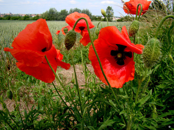 COQUELICOTS