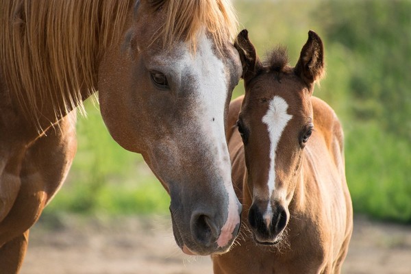 CHEVAUX 2