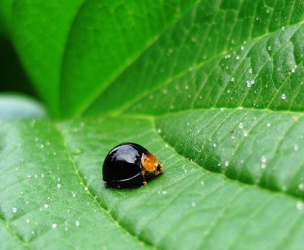 COCCINELLE