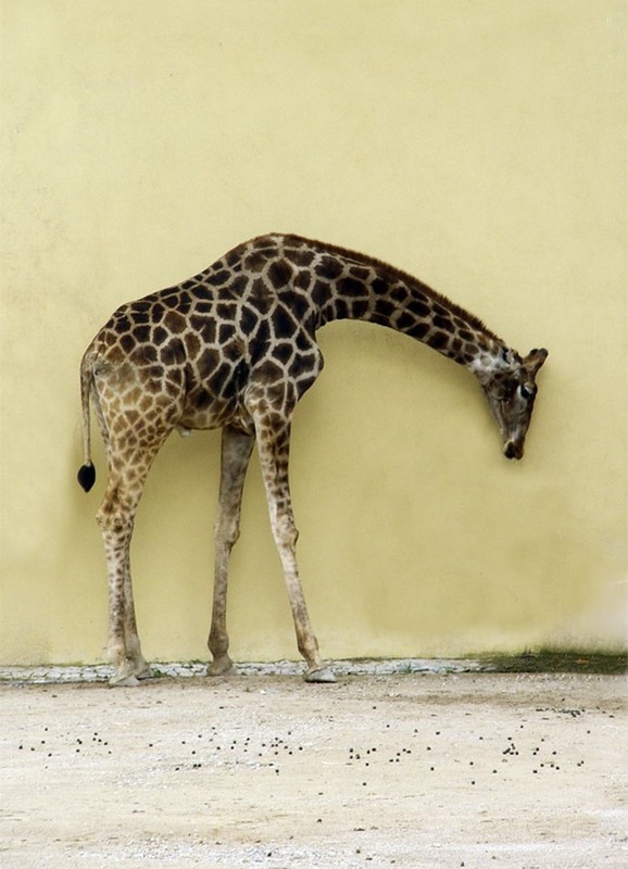 GIRAFE