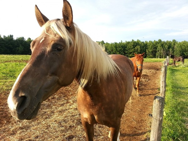 CHEVAUX 2