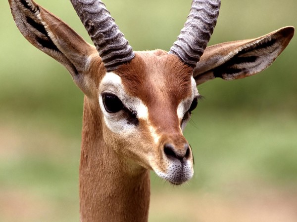 GAZELLE