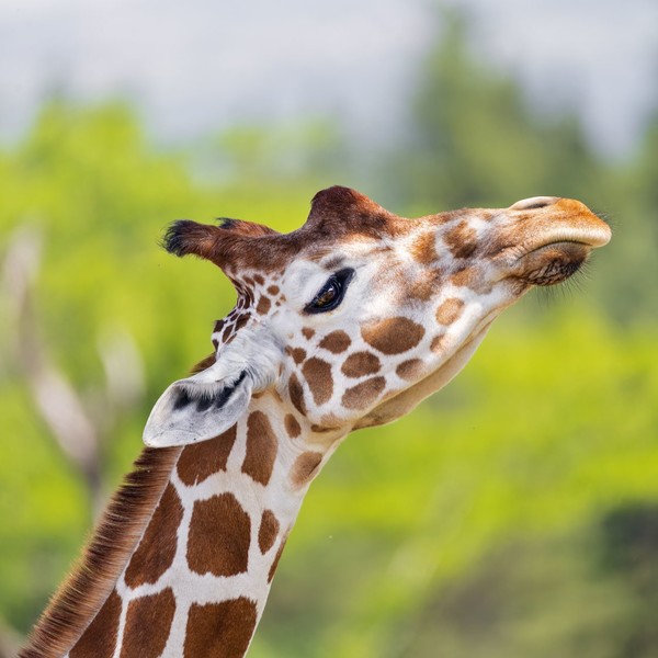 GIRAFE