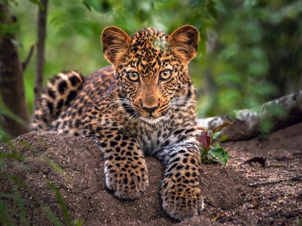 LEOPARD