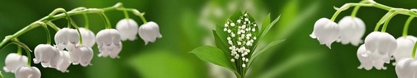 LE MUGUET