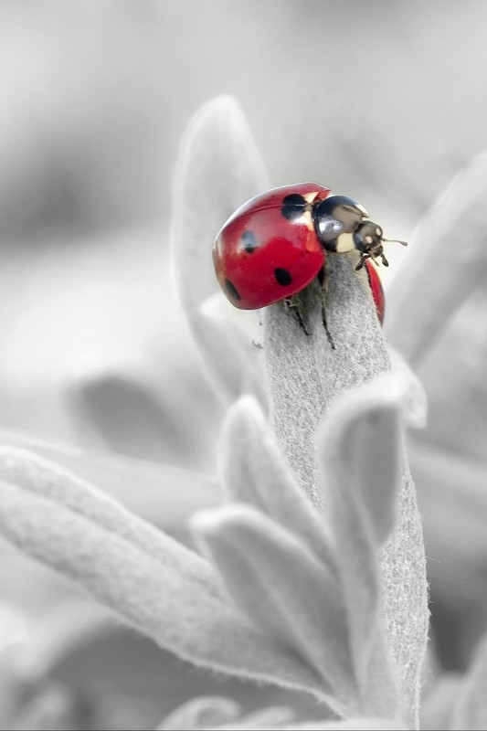 COCCINELLE 2