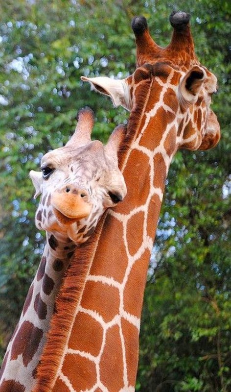 GIRAFES