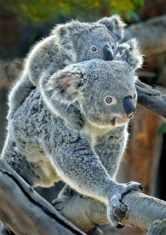 KOALAS