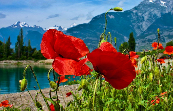 COQUELICOTS