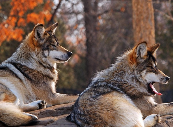 LOUPS