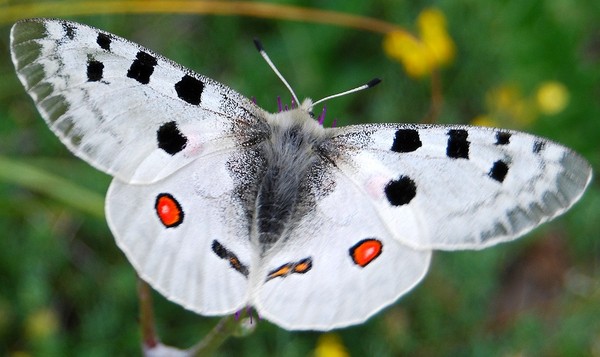 PAPILLON