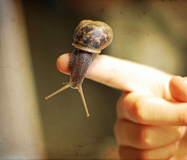 ESCARGOT