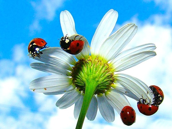 COCCINELLES