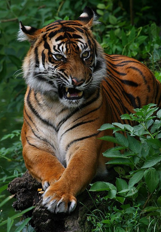 TIGRE