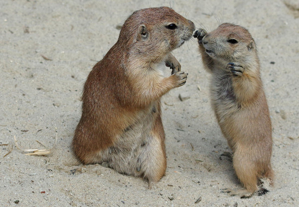 MARMOTTES