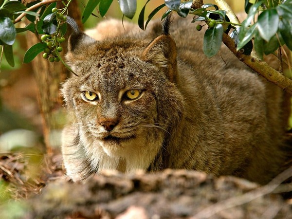 LYNX