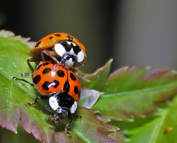 COCCINELLE 3