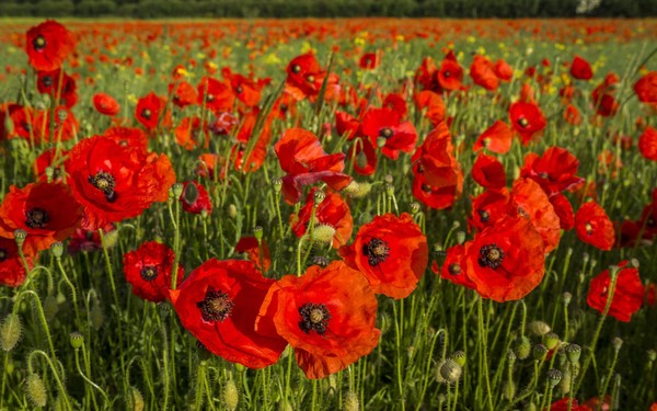 COQUELICOTS