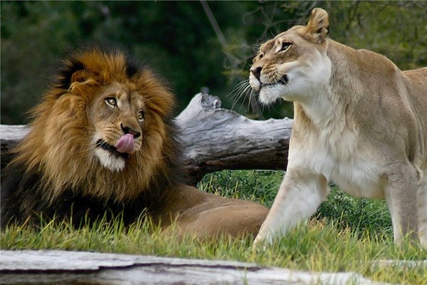 LION ET LIONNE