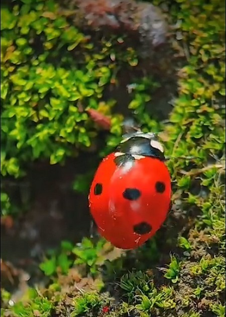 COCCINELLE 3