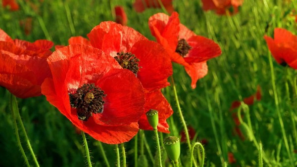 COQUELICOTS