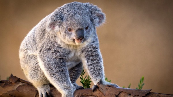 KOALA