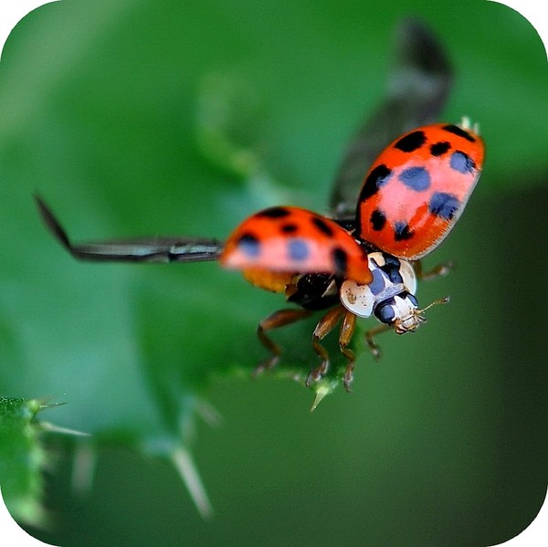 COCCINELLE