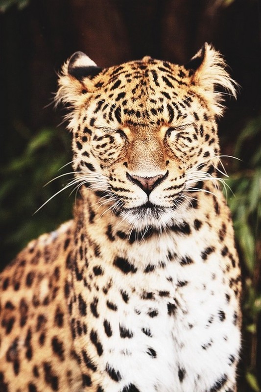 LEOPARD