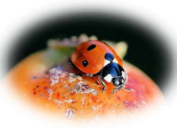 COCCINELLE