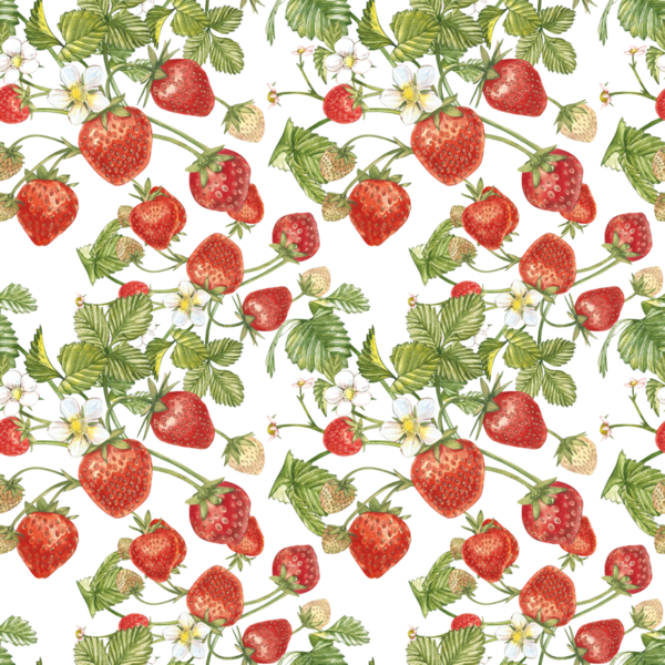 LES FRAISES 2