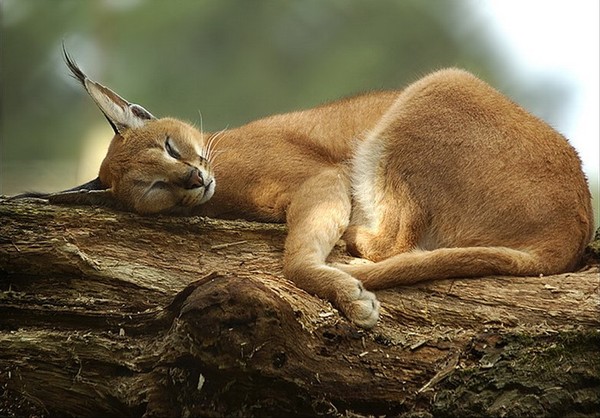 CARACAL