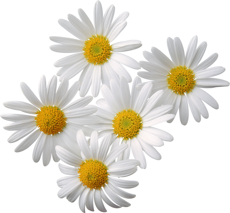camomile_PNG677.png