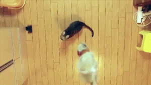 cat-jump-slow-motion.gif
