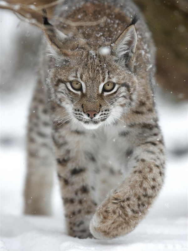 LYNX