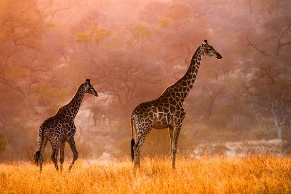 GIRAFES