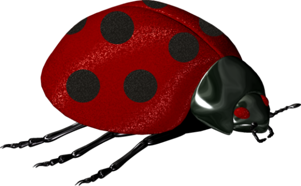 COCCINELLE