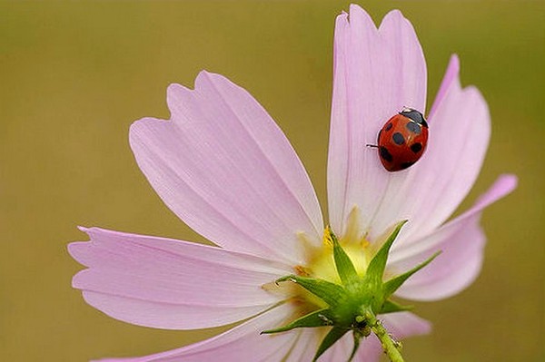 COCCINELLE