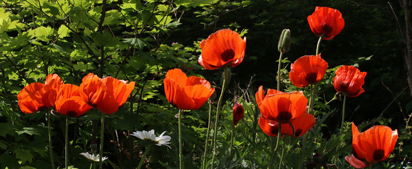 COQUELICOTS