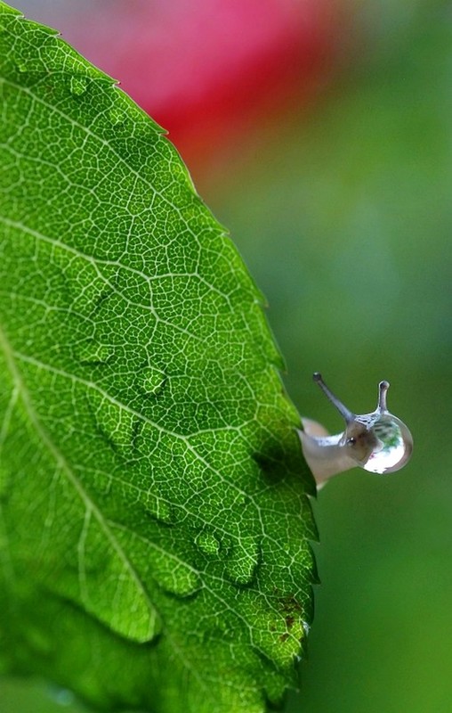 ESCARGOT